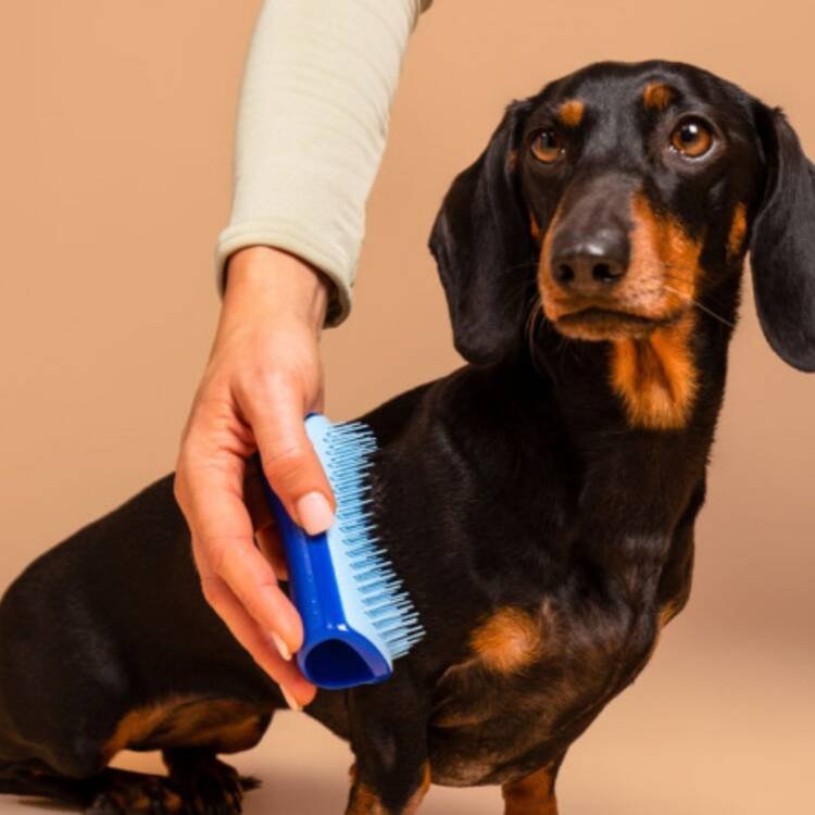 Tangle Teezer De-shedding Dog Grooming Brush - Image 4